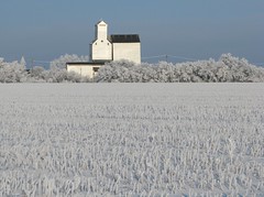 Hoar frost in Manitoba