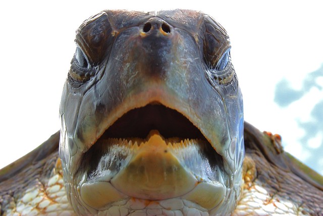 turtle teeth | turtle rescue no. 4,this turtle floated past … | Flickr