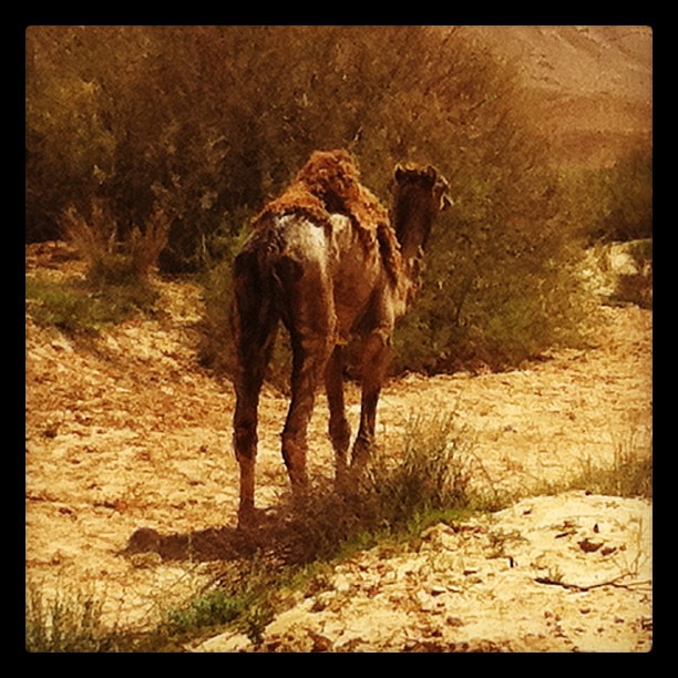 Camel helping us reenact the exodus