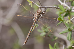 2012 dragonflies