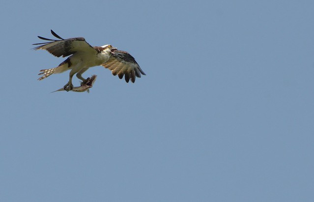 "Male osprey provides for his family" by Robert Brown