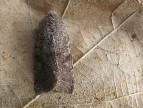 Mystery moth