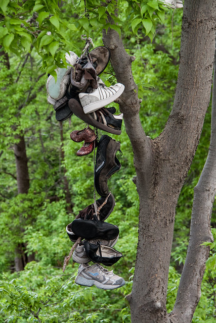 Shoe tree, University of Minnesota