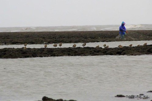 觀音新屋溪口藻礁生態豐富，這一排在岸邊等待的鳥兒最知道。（攝影：呂東杰）
