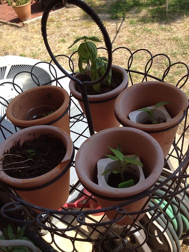New pepper plants, 5/7/12