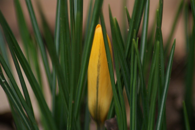 Daffodil bud.