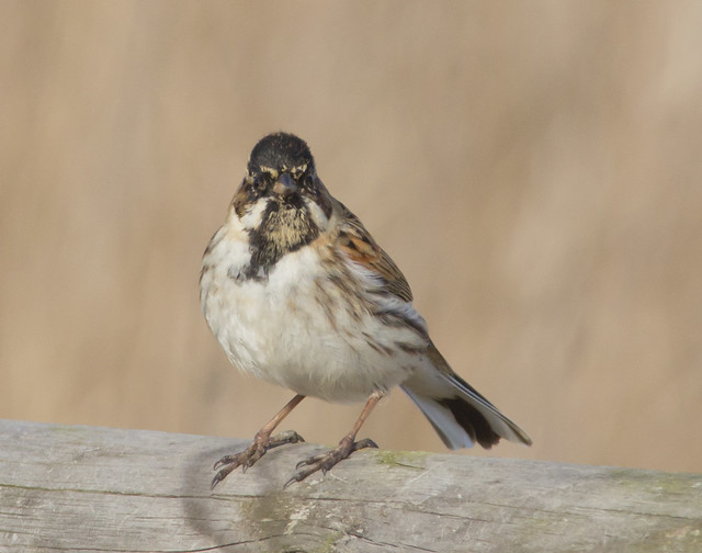 reed bunting 2