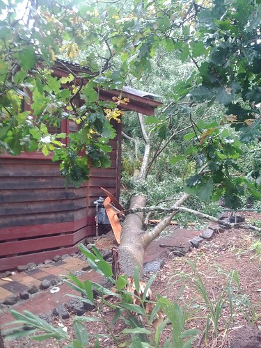 The tree limb that fell on our house