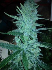 KuSH R has added a photo to the pool:Pineapple Express