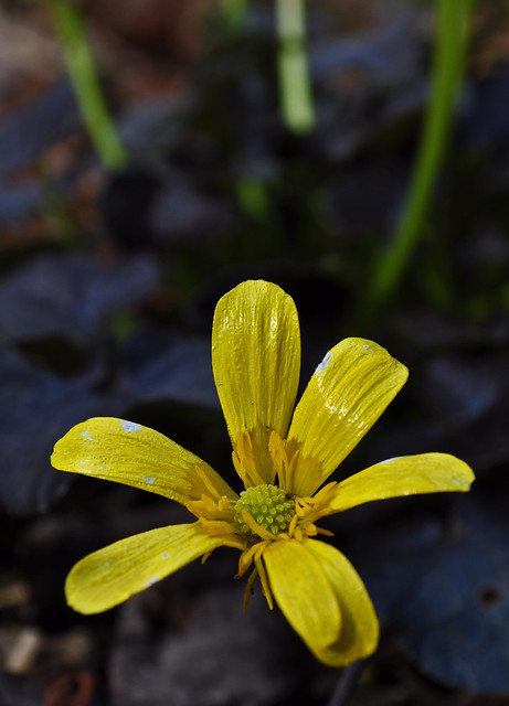 Ranunculus x 'Brazen Hussy' 