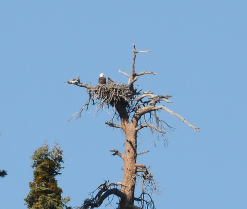Baby bald eagle Jack, right, in his nest. Photo credit: Robin Eliason, District Wildlife Biologist, San Bernardino National Forest, Mountaintop Ranger District