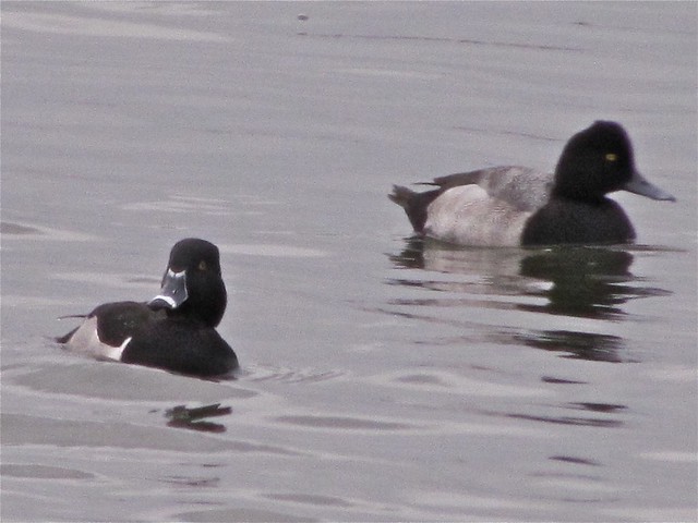 Ring-necked Duck and Lesser Scaup at El Paso Sewage Treatment Center 01