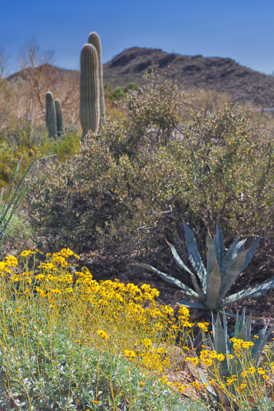 Spring in the Sonoran