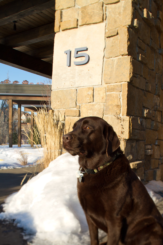 Steamboat Springs real estate for sale, dog