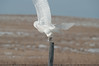 Snowy Owl - IMG9832