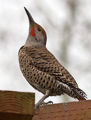 Northern flickers from our backyard
