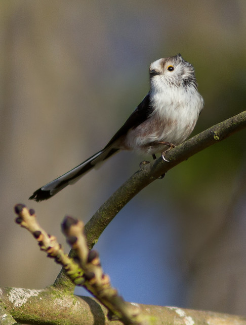Longtailed Tit at Seaton Pits 030312