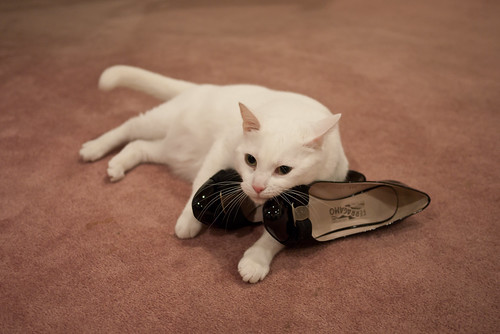 Shoe rubbing kitty