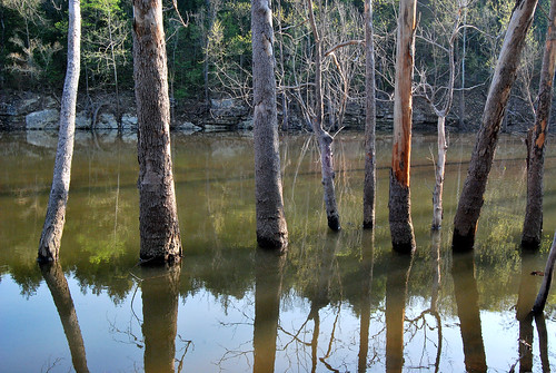 Picture showing a row of trees submerged in the waters of Table Rock Lake at Piney Creek Wilderness.