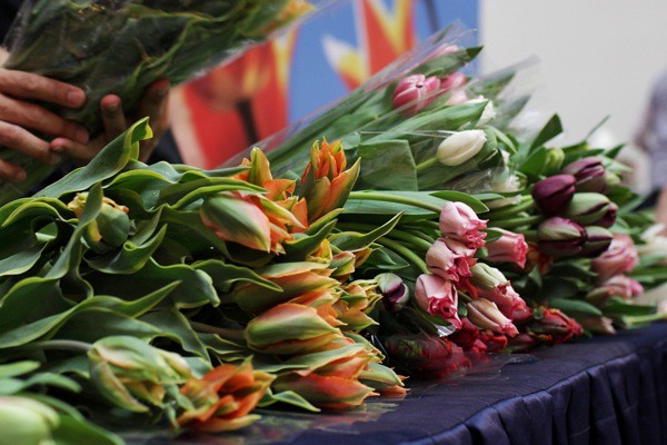 Colourful tulips at last year's sale