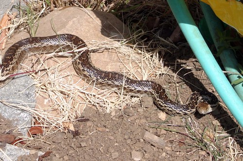 gopher snake up at the barn