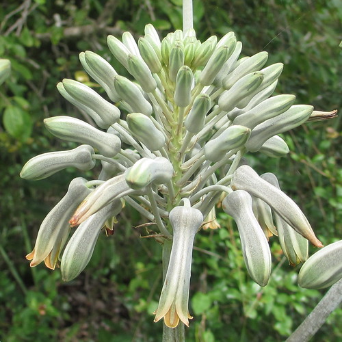 Aloe menyharthii - raceme by tonrulkens