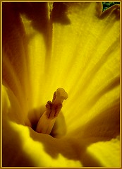Daffodils, Narcissi