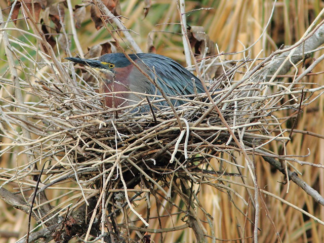 Green Heron on nest 4HT 2-20120413