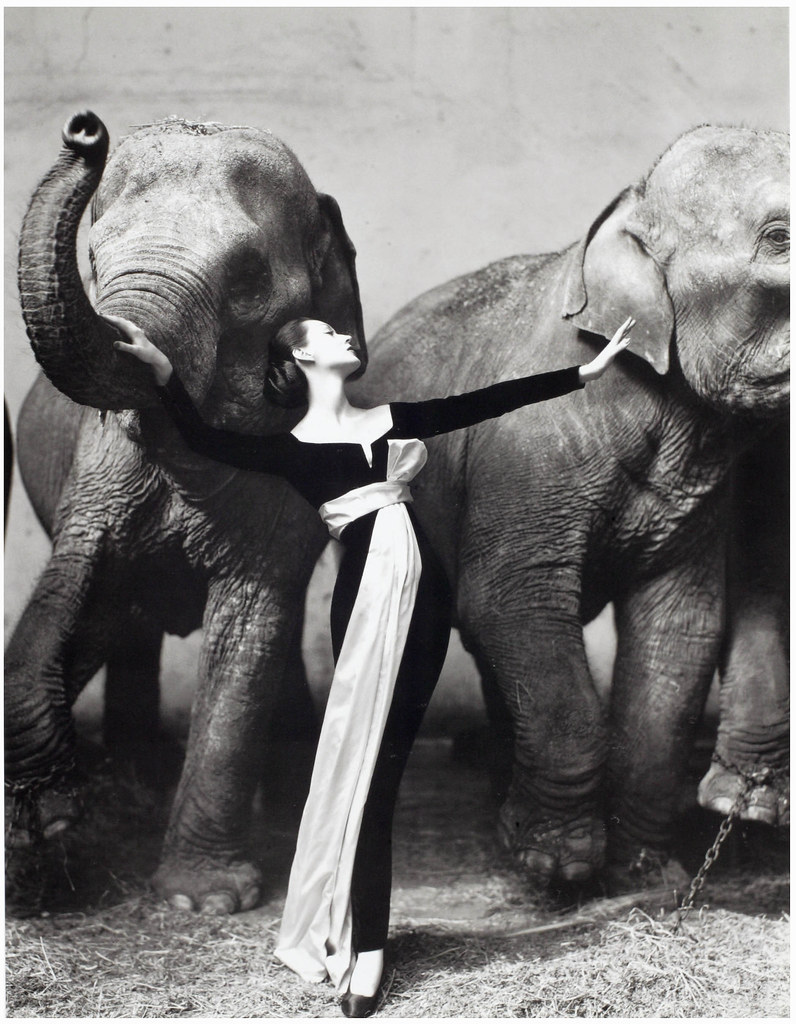 Dovima by Richard Avedon — wears Dior by Yves Saint Laurent, 1950