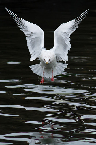 Glaucous Gull in flight