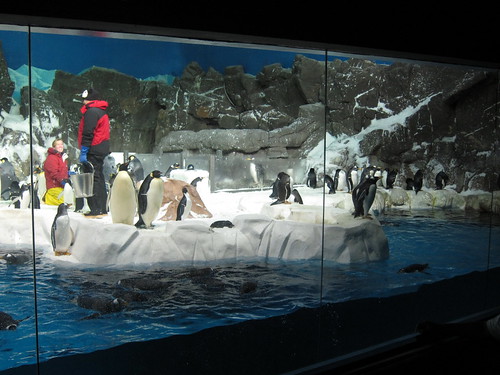 Penguin exhibit