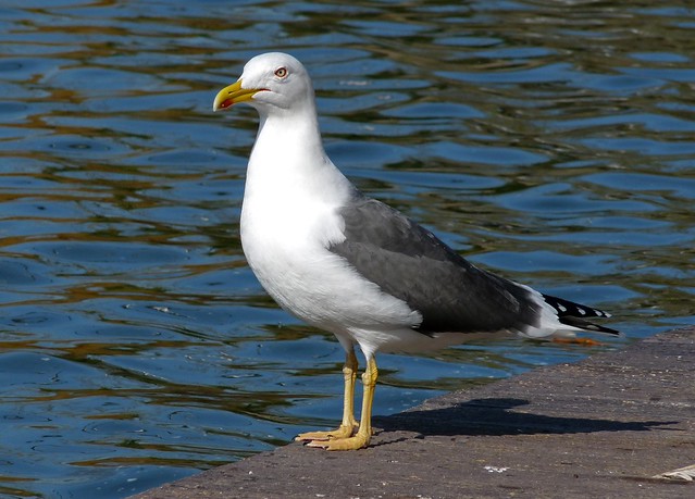 25681 - Lesser Black Backed Gull, Cosmeston