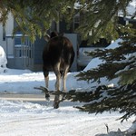 Moose (Departing)