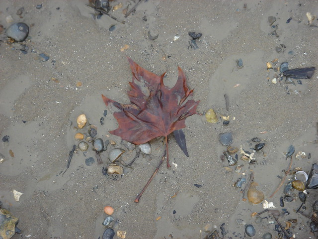 Maple Leaf Thames SW11
