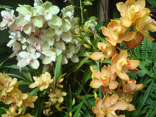 Longwood Gardens Orchid Extravaganza 2012