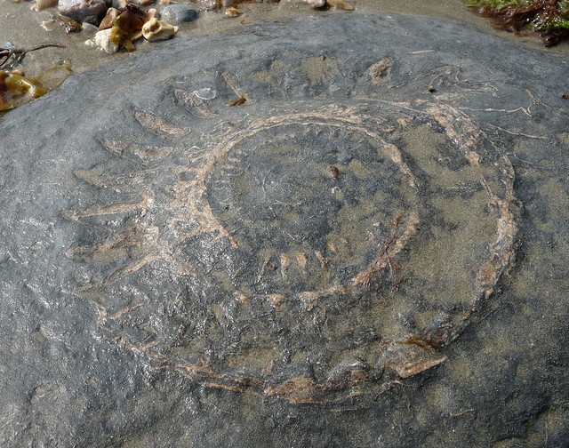 24255 - Fossil Ammonite, Lyme Regis
