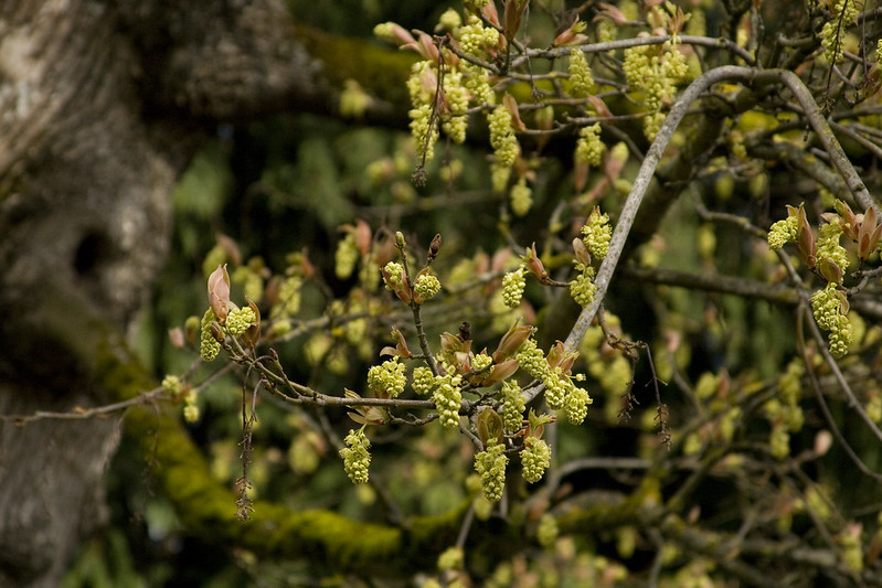 tree with buds