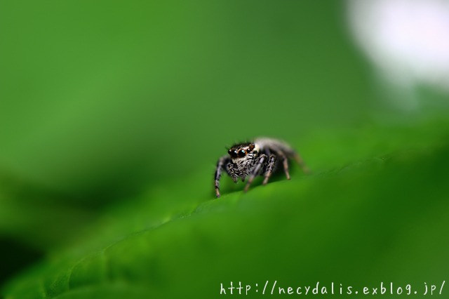 jumping spider...