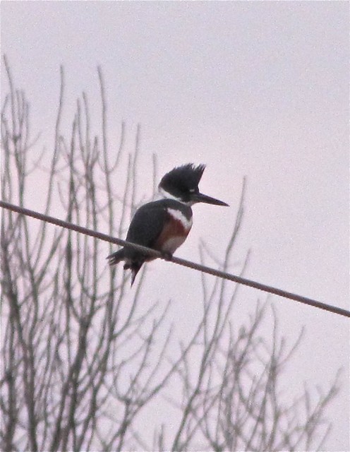 Belted Kingfisher in Bloomington, IL 03