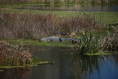ACE Basin Alligator