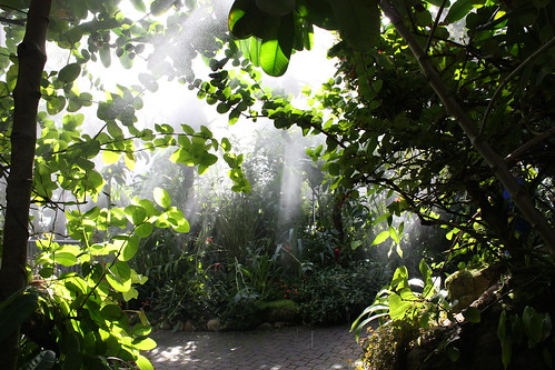 Rainforest Climate in Conservatory