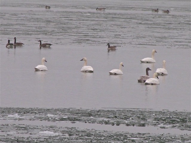Tundra Swan at Evergreen Lake in McLean County 12