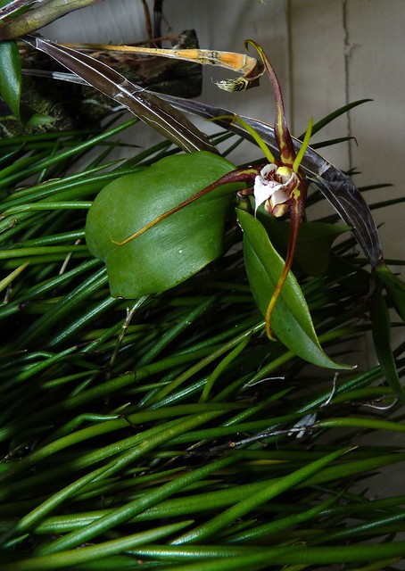 Dendrobium tetragonum var. giganteum species orchid