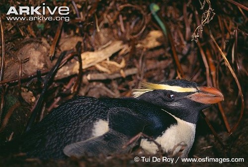ARKive image GES010715 - Fiordland crested penguin by Success Nourishes Hope