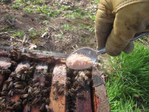 feeding antibiotics, inoculating honeybees, spoon of sugar, beehives