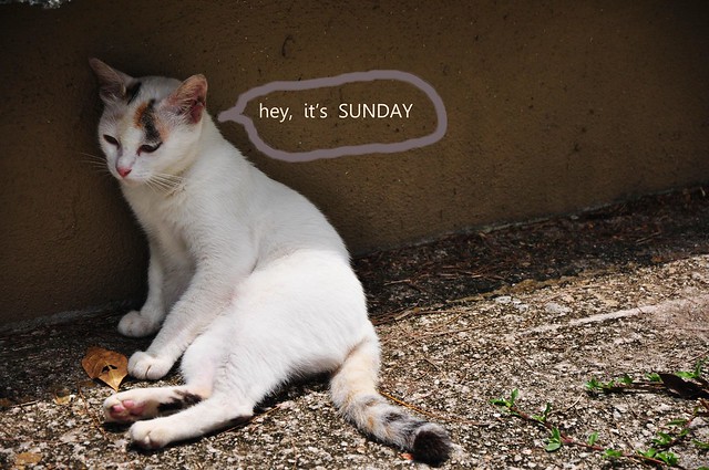 阿猫：我爱星期天