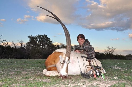Scimitar Horned Oryx Hunting