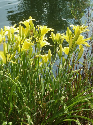 Wheaton, IL, Cantigny Park, Yellow Lilies (in Explore 3/12/12 #378)