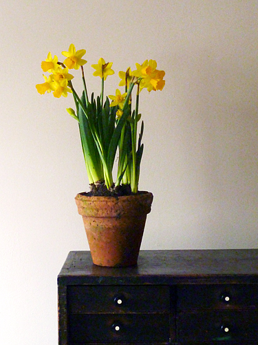 Daffodil Narcissus 'Tête à Tête'