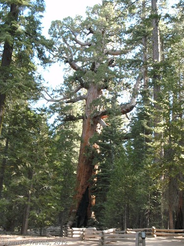 Grizzly Giant in the Mariposa Grove, Yosemite National Park, California